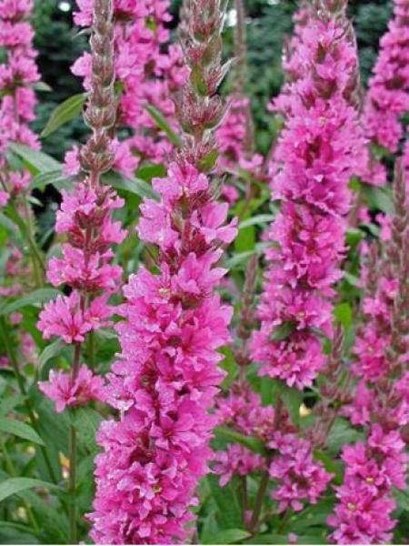 Salicaire commune 'Rosy Gem'