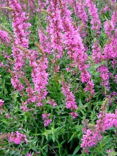 Salicaire commune 'Swirl'