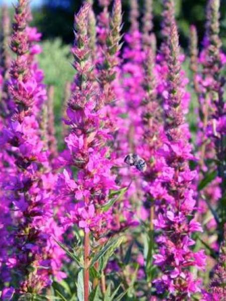 Salicaire commune 'Zigeunerblut'