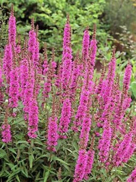 Salicaire 'Rose Queen'