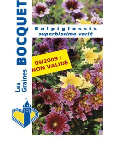 Salpiglossis à grandes fleurs