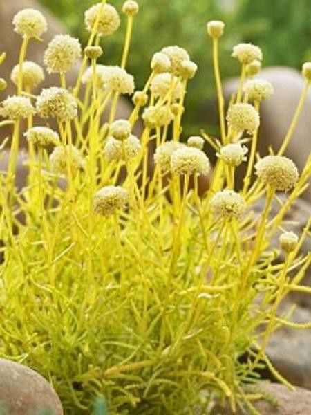 Santoline 'Lemon Fizz'