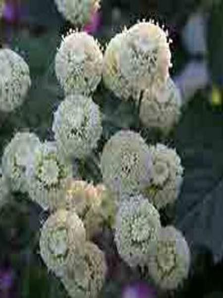 Santoline petit cyprès 'Edward Bowles'