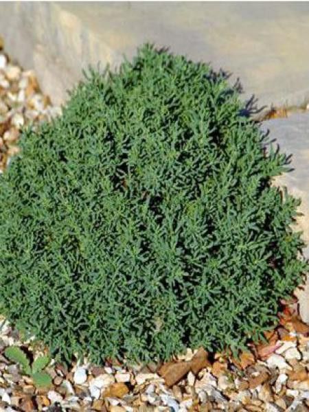 Santoline petit cyprès 'Small-Ness'