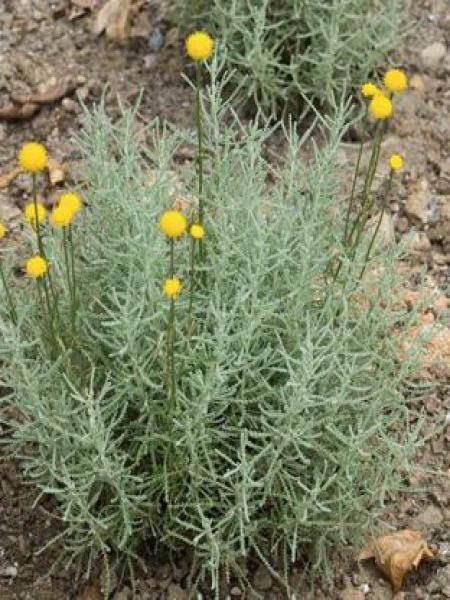 Santoline serratifolia