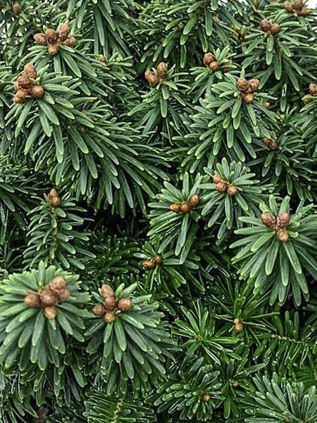 Sapin baumier 'Piccolo'