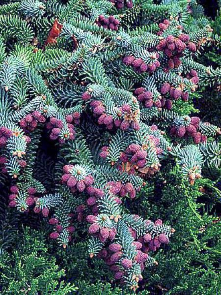 Sapin bleu d'Espagne