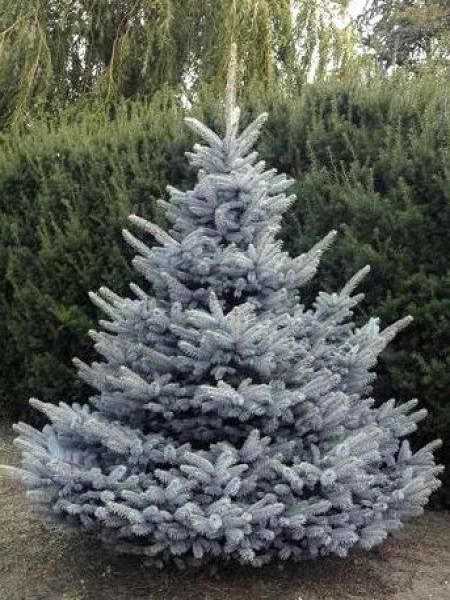 Sapin bleu, Epicéa du Colorado 'Blue Diamond'