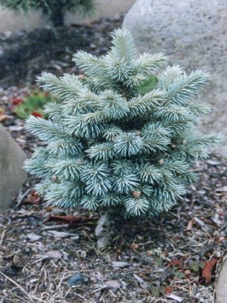 Sapin bleu, Epicéa du Colorado 'Blue Pearl'