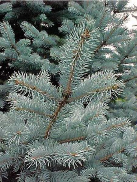 Sapin bleu, Epicéa du Colorado 'Fat Albert'