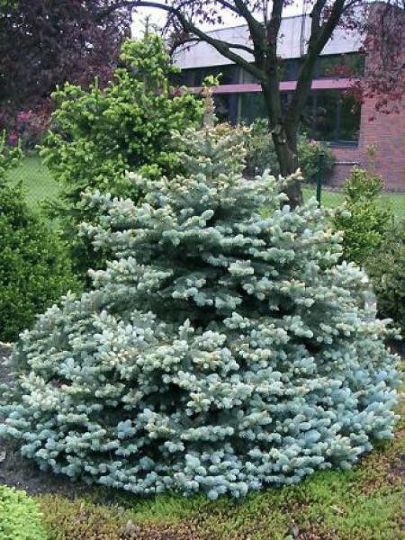 Sapin bleu, Epicéa du Colorado 'Glauca Globosa'