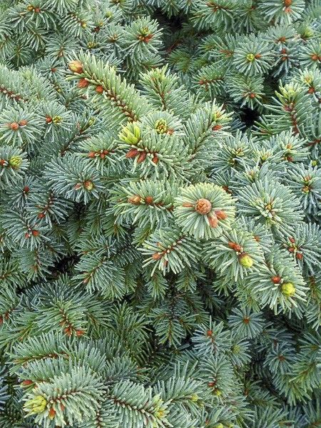 Sapin bleu, Epicéa du Colorado 'Mrs Cesarini'