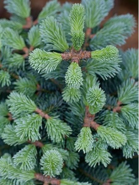 Sapin concolor 'Compacta'