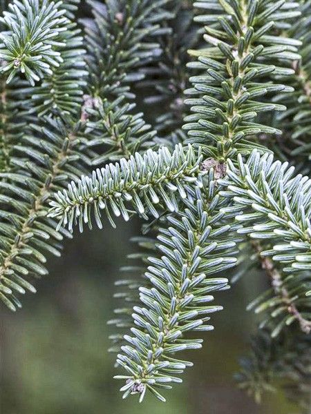 Sapin d'Espagne 'Kelleris'