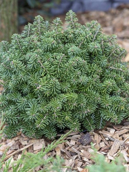 Sapin de Corée 'Brillant'