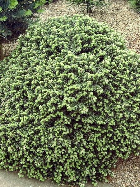 Sapin de Corée 'Cis'