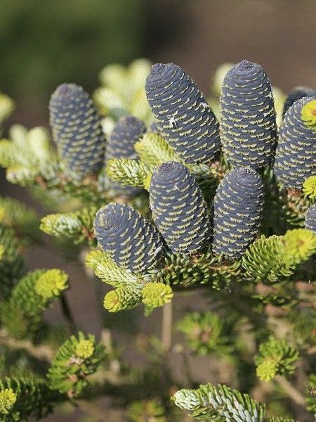 Sapin de Corée 'Luminetta'