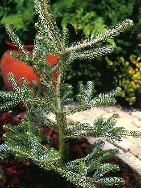 Sapin de Corée 'Silberlocke'
