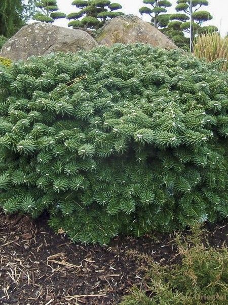 Sapin de Corée 'Tundra'