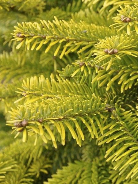 Sapin de Nordmann doré