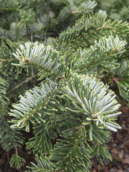 Sapin gracieux 'Spreading Star'