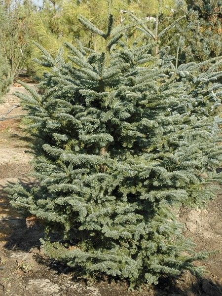 Sapin noble 'Bizzarro'