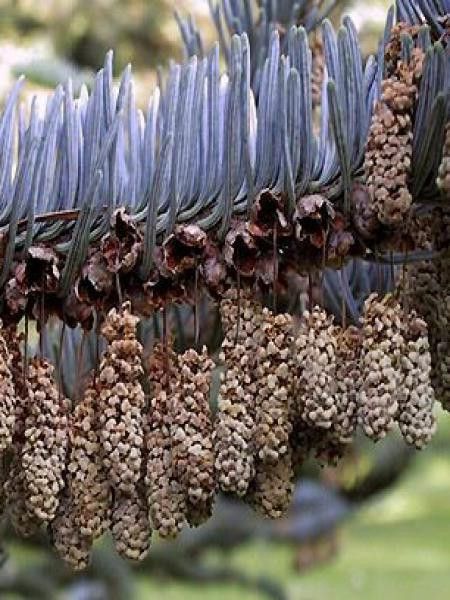 Sapin noble 'Glauca'