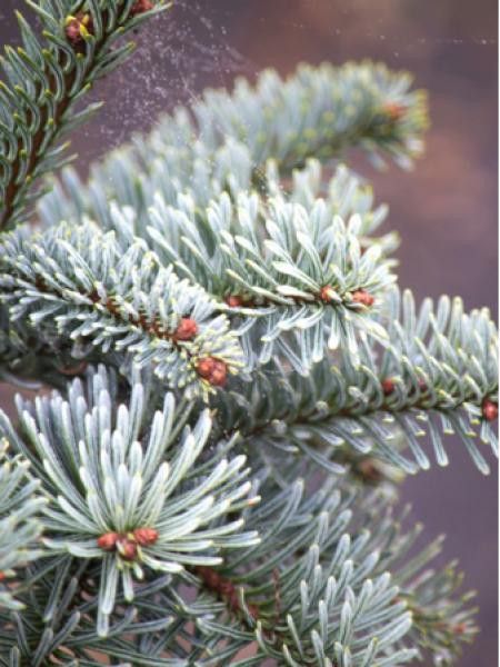 Sapin noble 'Procumbens'