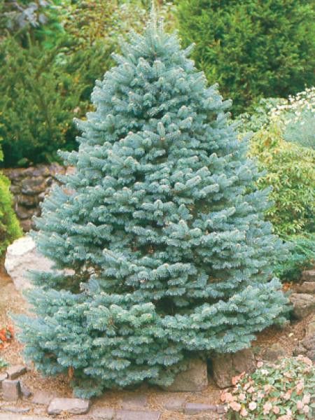 Sapin subalpin 'Compacta'