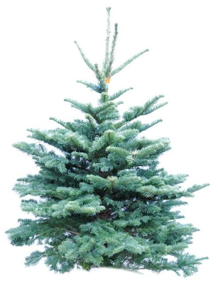 Sapin de Noel Abies Nobilis 1er choix