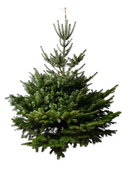 Sapin de Noel Nordmann 1er choix en pot