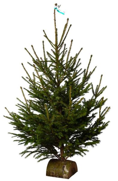 Sapin de Noël 'Epicea' 1er choix