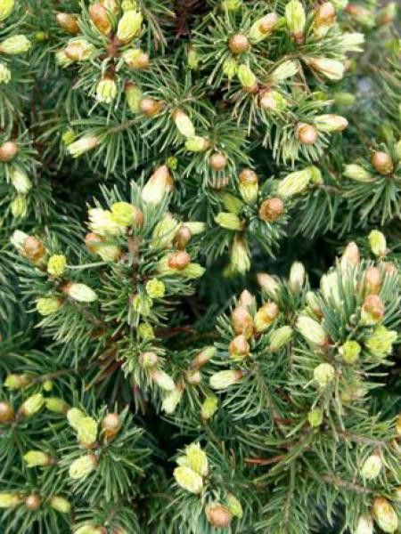 Sapinette blanche, Epinette blanche 'Biesenthaler Frühling'