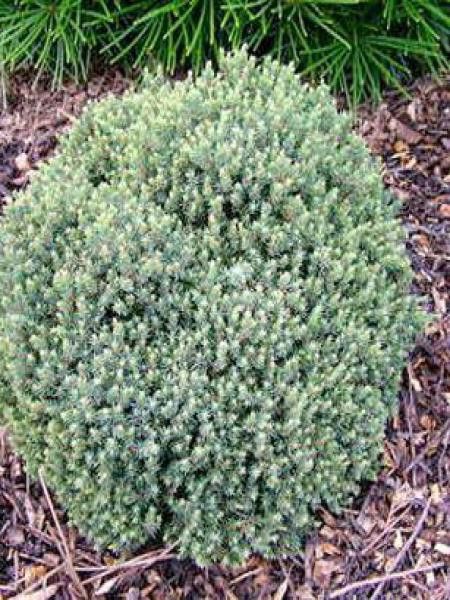 Sapinette blanche, Epinette blanche 'Blue Planet'