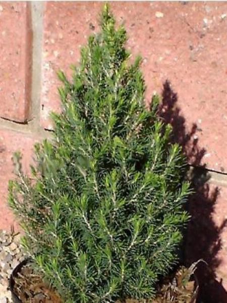 Sapinette blanche, Epinette blanche 'Piccolo'