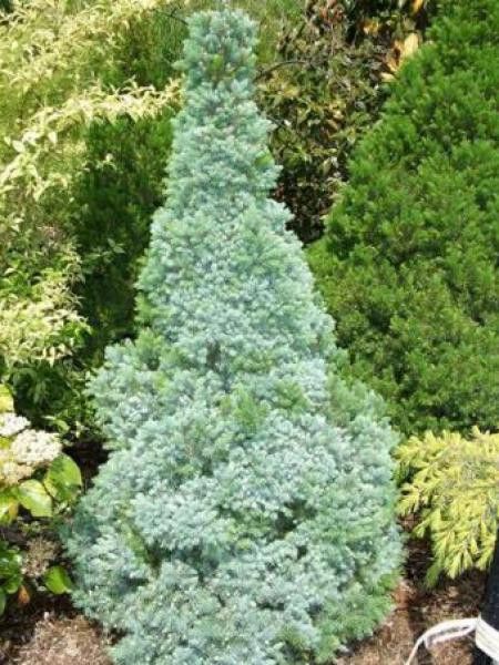 Sapinette blanche, Epinette blanche 'Sander's Blue'