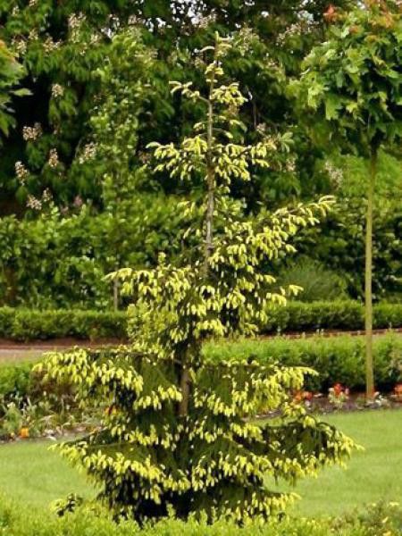 Sapinette d'Orient dorée