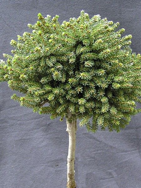 Sapinette d'Orient 'Jewel'