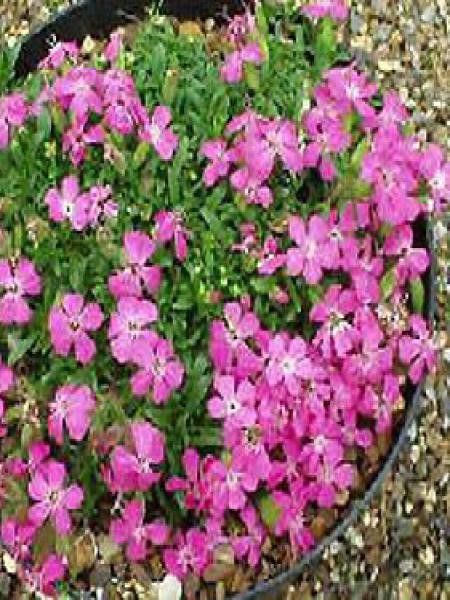 Saponaire 'Bressingham'