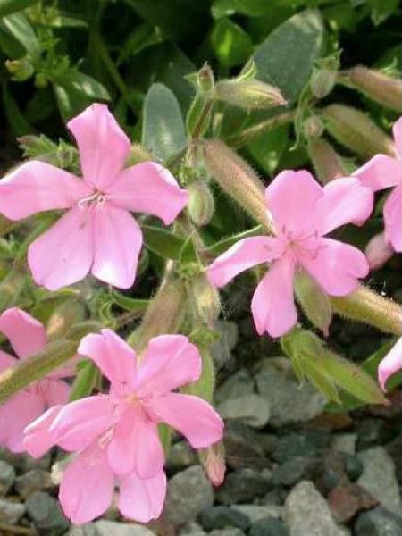 Saponaire 'Max Frei'