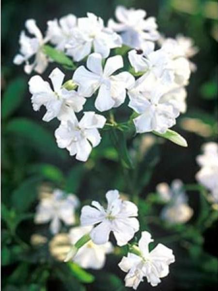 Saponaire officinale 'Alba Plena'