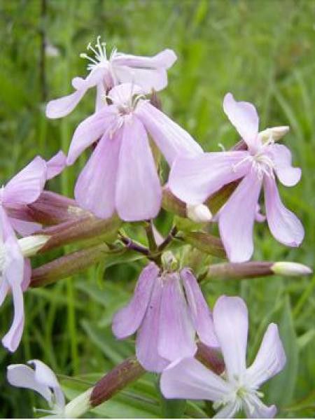 Saponaire officinale