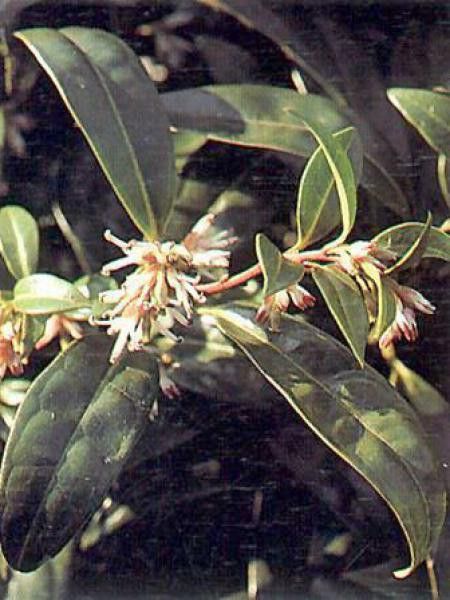 Sarcococca hookeriana 'Humilis'