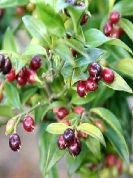 Sarcococca hookeriana