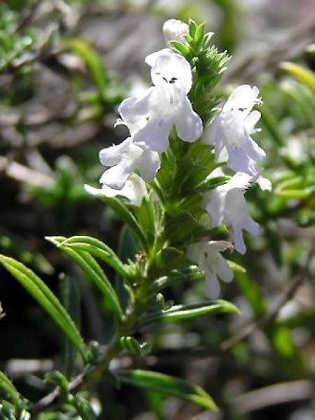 Sarriette des montagnes