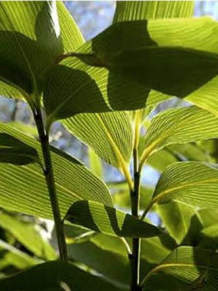 Sasa palmata 'Nebulosa'