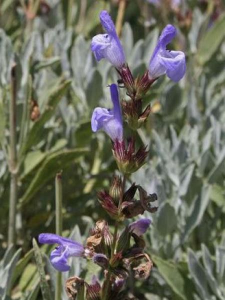 Sauge à feuilles de lavande