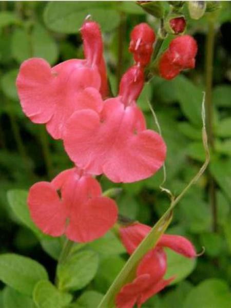 Sauge à petites feuilles 'Grahamii'