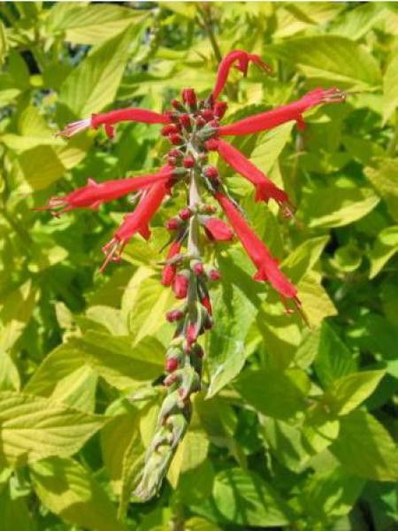 Sauge ananas 'Golden Delicious'