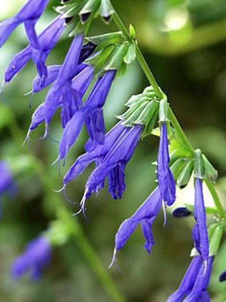 Sauge 'Blue Enigma'
